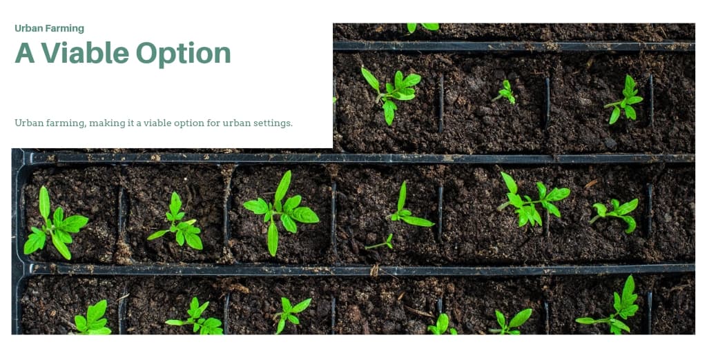 Urban Farming: A Viable Option