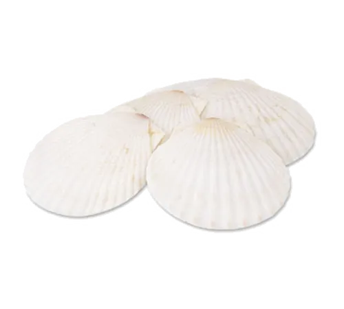 Alegacy Foodservice Products Alegacy Foodservice Products 663 Baking Shell